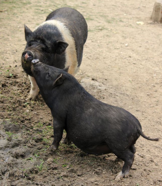 Pig kiss