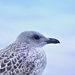 Young Seagull