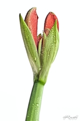 Amaryllis