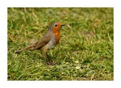 Robin - Erithacus rubecula