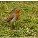 Robin - Erithacus rubecula