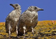 Young Seagulls