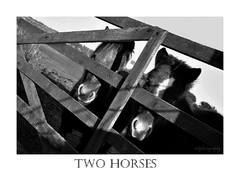 Two Horses