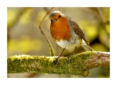 Robin - Erithacus rubecula