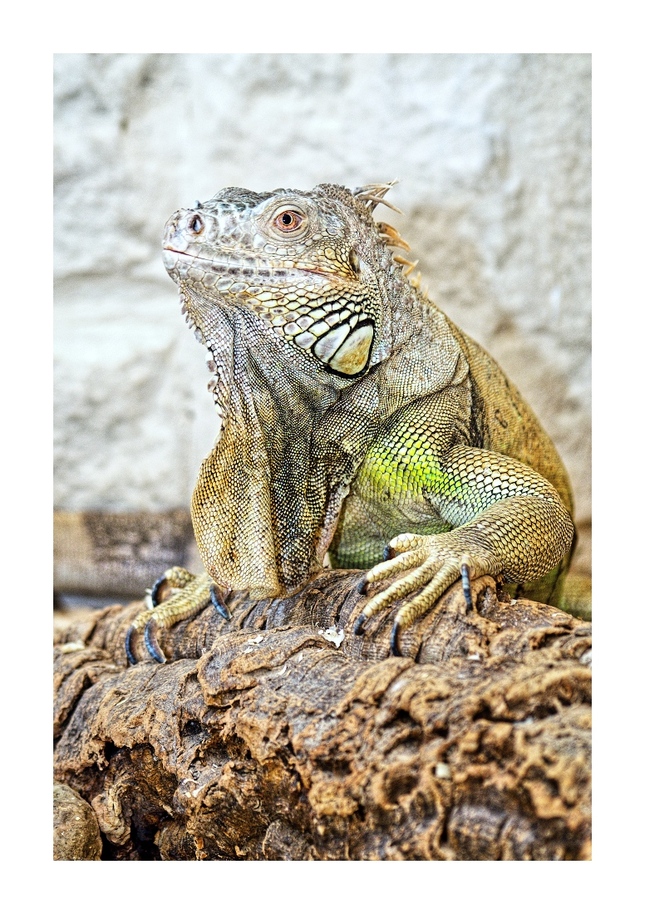 Iguana Iguana