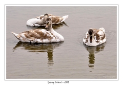 Young Swans