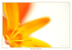 Orange Breeze