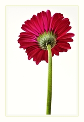 Gerbera