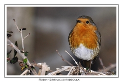 Robin - Erithacus rubecula