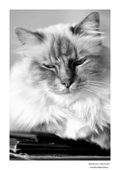 Jerry