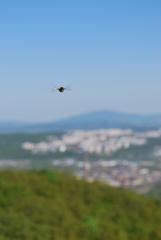 Včela nad Košicami