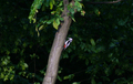 Ďateľ malý (Dendrocopos minor)