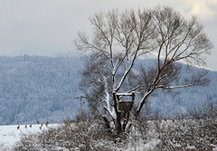 Vyhliadka