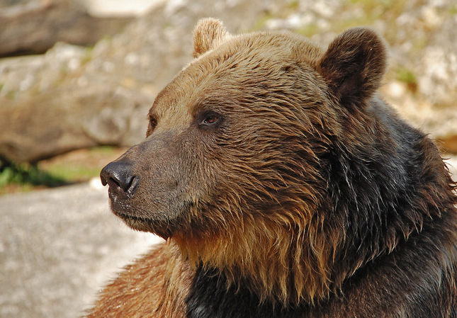 Medveď hnedý