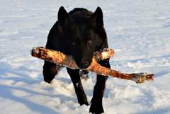 BLACK DOG