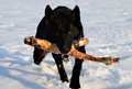 BLACK DOG