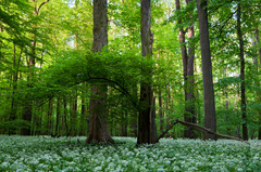 Jar vetrom odviata...