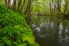 Zelená