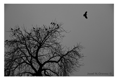 Havrani nad stodolní ul.