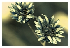 Dry blue flowers...