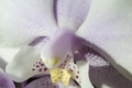 Orchidea