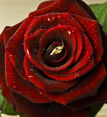 dnes cervena