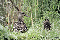 Neboj, ved on ochvílu odíde.