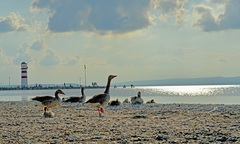 kač
