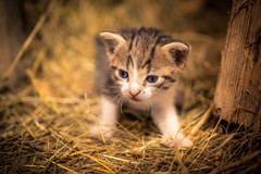 A little cat