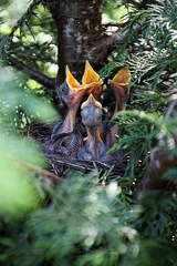 Hungry