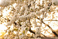bloom