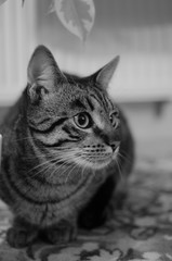 Leonard