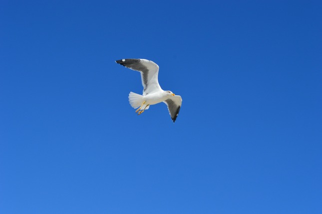 Seagull on Miami Beach