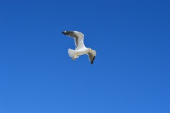 Seagull on Miami Beach