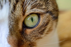 Maggie´s Eye of a Tiger