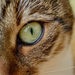 Maggie´s Eye of a Tiger