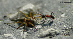 Mravec ťáha pavúka