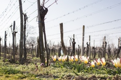 Holandské, viničné tulipány