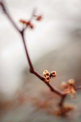 Hamamelis virginiana