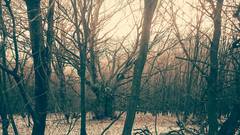 Tematinske vrchy (blair witch)