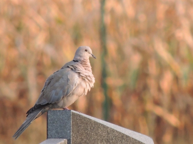 holub na cintoríne