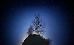 The tree