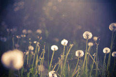 Summer memories I.