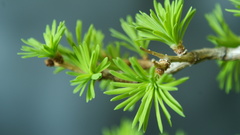 larix