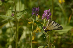 vidlochvost ovocný 1