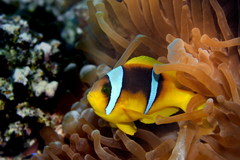 Klaun Fish