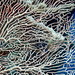 Gorgonia - tvrdy koral