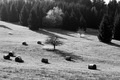 Pod Horným Pajerom