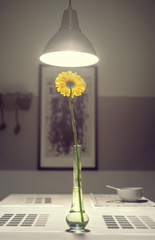 zátiešie s kvetinou