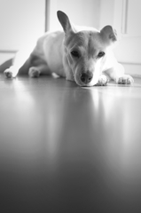 dog chillout v čiernobielom